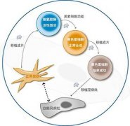 武汉白癜风专科医院黑色素细胞培植术